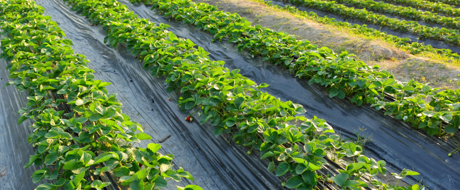 Rows of strawberry crops
