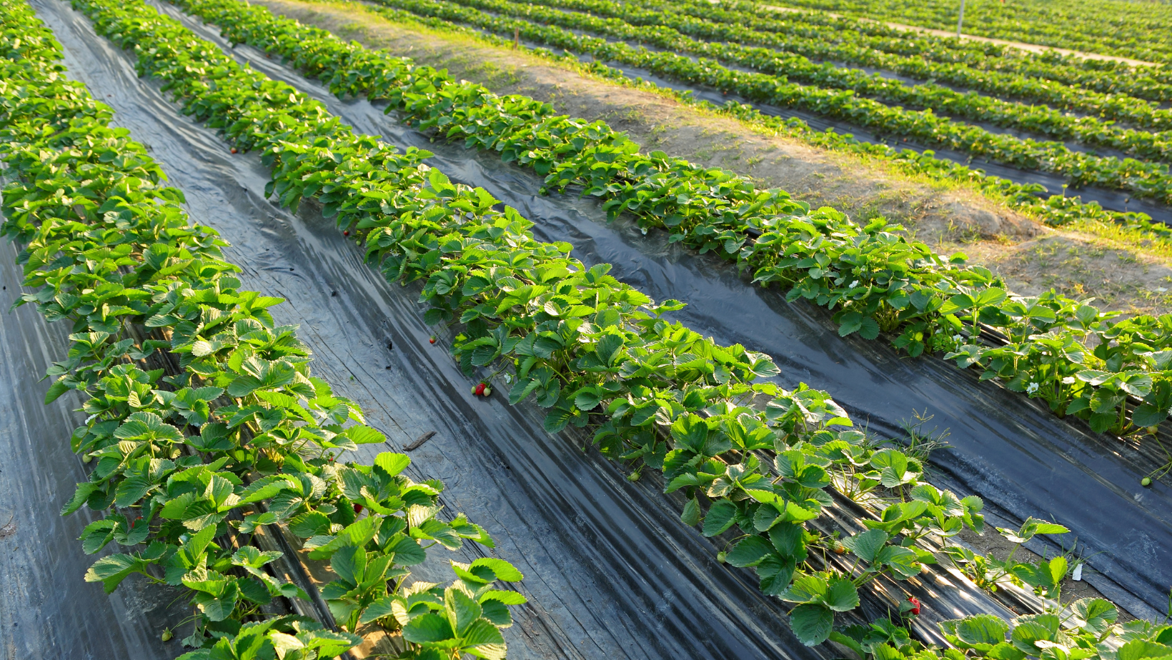 Rows of strawberry crops